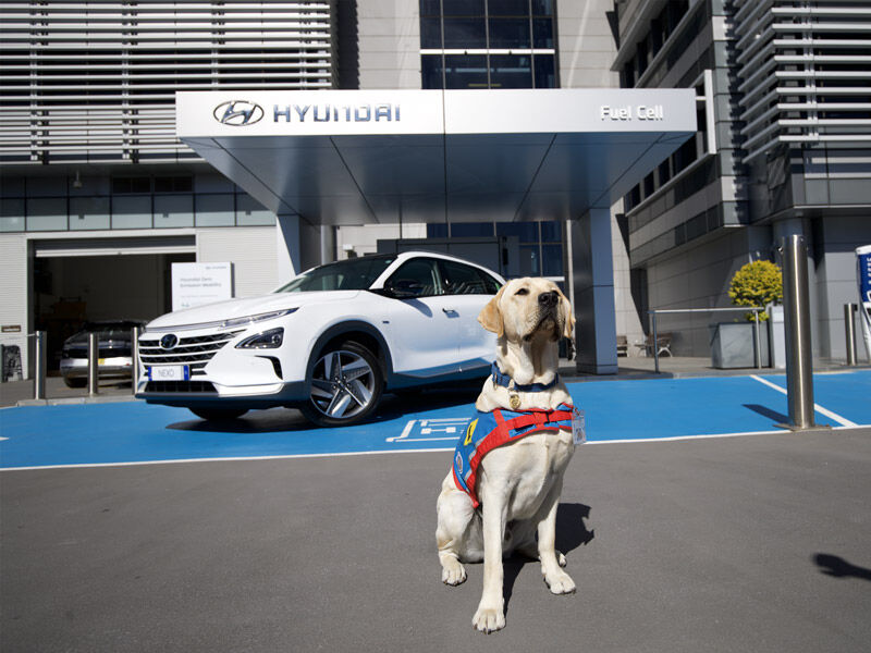 A little assistance for Assistance Dogs Australia myHyundai News